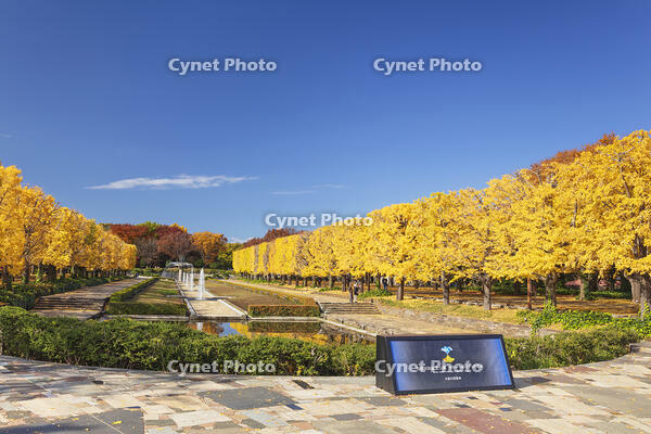 国営昭和記念公園のイチョウ並木 [KNO110023597]