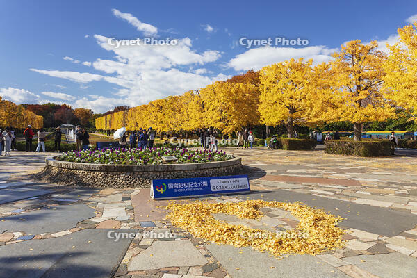 国営昭和記念公園のイチョウ並木 [KNO110023598]