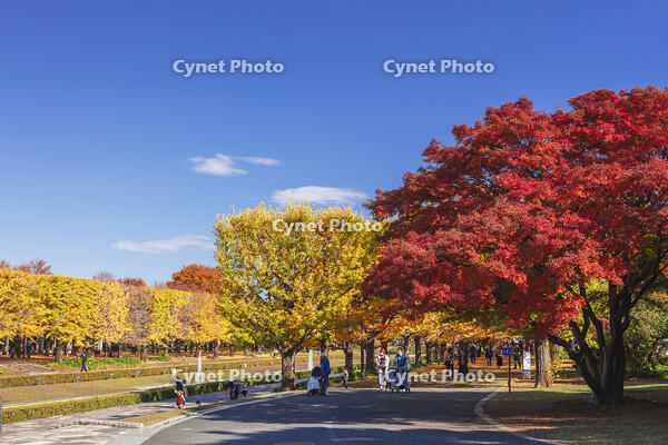 国営昭和記念公園のイチョウ並木 [KNO110023599]