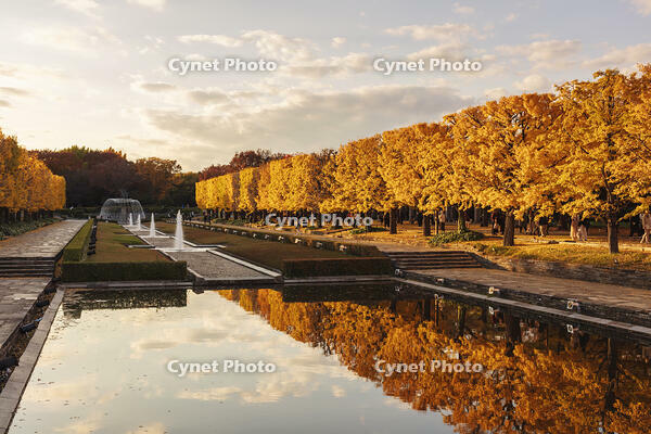 国営昭和記念公園のイチョウ並木 [KNO110023600]