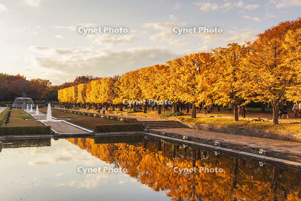 国営昭和記念公園のイチョウ並木 [KNO110023601]