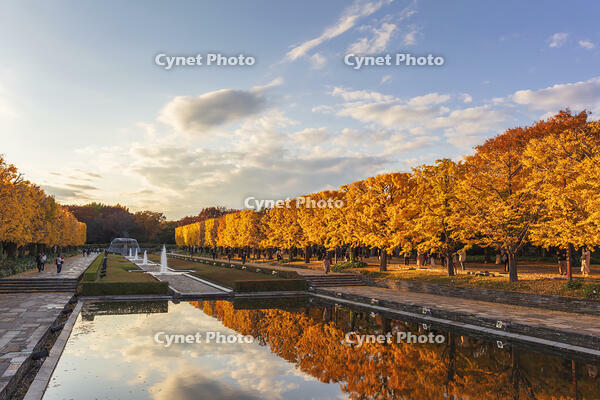国営昭和記念公園のイチョウ並木 [KNO110023602]