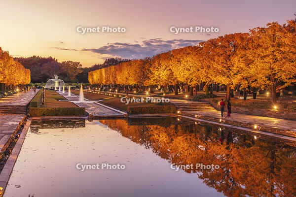 国営昭和記念公園のイチョウ並木 [KNO110023604]