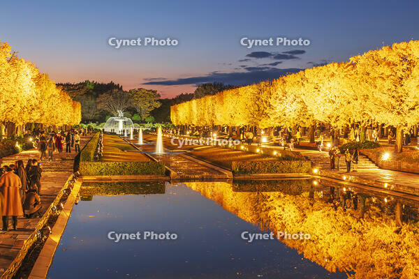 国営昭和記念公園のイチョウ並木 [KNO110023610]