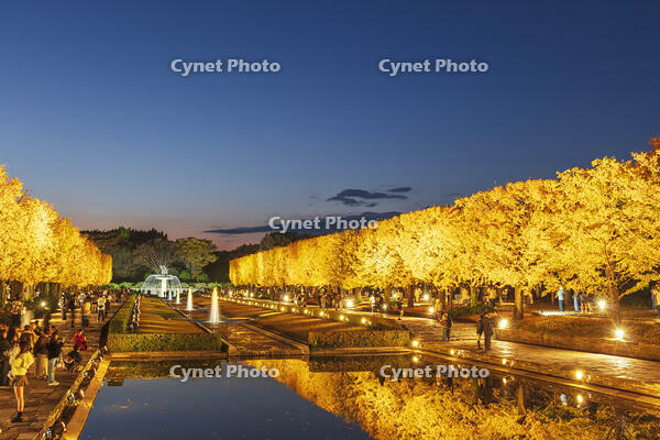 国営昭和記念公園のイチョウ並木 [KNO110023611]