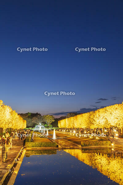 国営昭和記念公園のイチョウ並木 [KNO110023614]