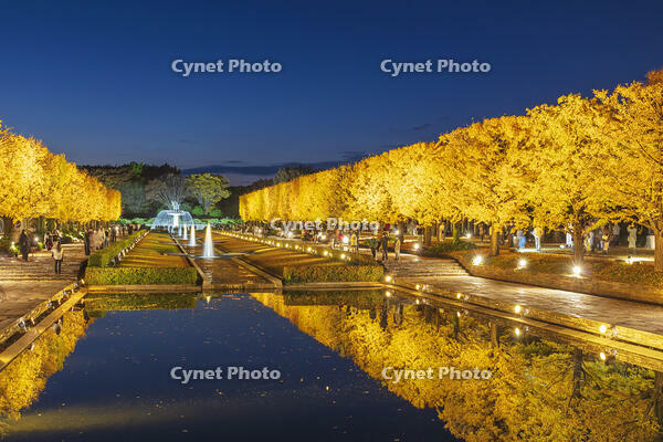 国営昭和記念公園のイチョウ並木 [KNO110023616]