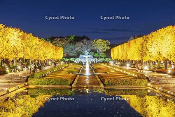 国営昭和記念公園のイチョウ並木 [KNO110023618]