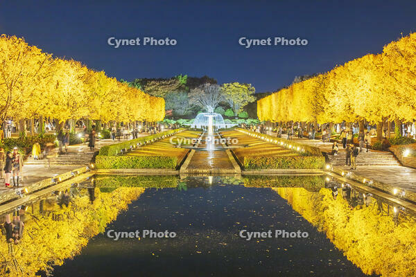 国営昭和記念公園のイチョウ並木 [KNO110023621]