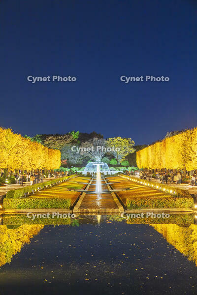 国営昭和記念公園のイチョウ並木 [KNO110023622]