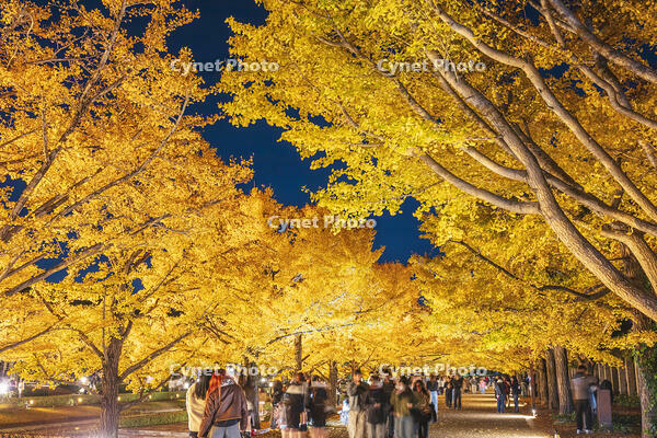 国営昭和記念公園のイチョウ並木 [KNO110023627]