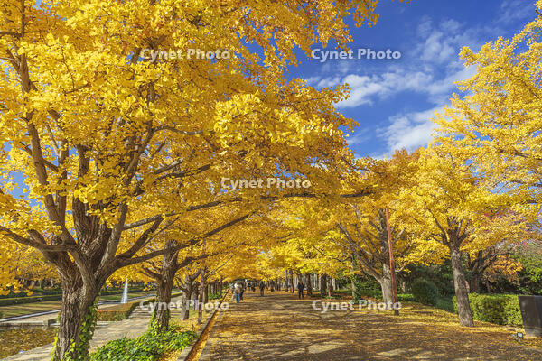 国営昭和記念公園のイチョウ並木 [KNO110023628]