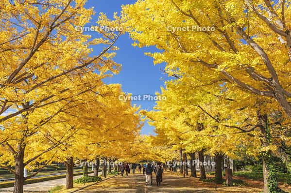 国営昭和記念公園のイチョウ並木　【画像修正：人物を消去】 [KNO110023631]