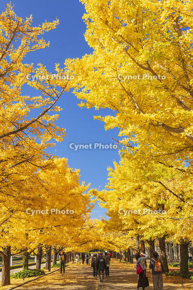 国営昭和記念公園のイチョウ並木 [KNO110023632]