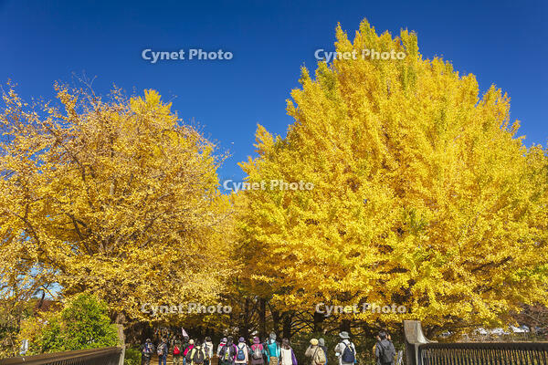 国営昭和記念公園のイチョウ並木 [KNO110023634]