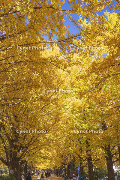 国営昭和記念公園のイチョウ並木 [KNO110023635]