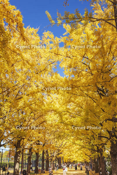 国営昭和記念公園のイチョウ並木 [KNO110023636]