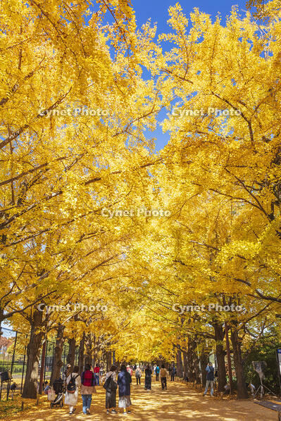 国営昭和記念公園のイチョウ並木 [KNO110023638]