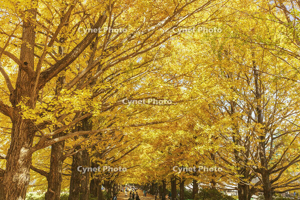 国営昭和記念公園のイチョウ並木 [KNO110023639]