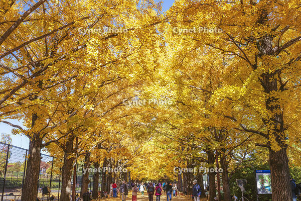 国営昭和記念公園のイチョウ並木 [KNO110023640]