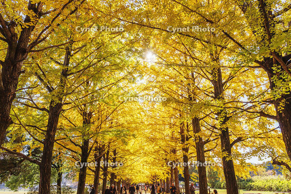 国営昭和記念公園のイチョウ並木 [KNO110023644]