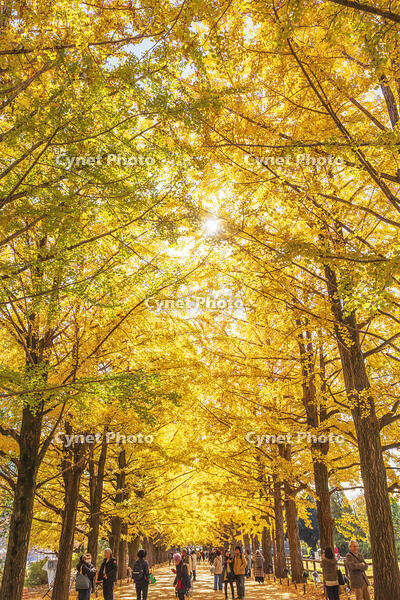 国営昭和記念公園のイチョウ並木 [KNO110023646]