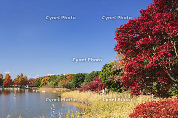 国営昭和記念公園の水鳥の池 [KNO110023647]