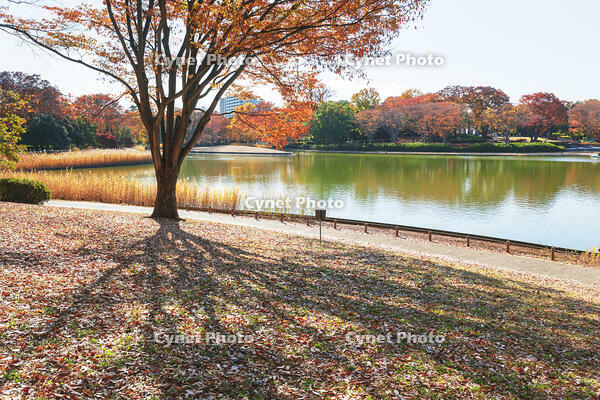 国営昭和記念公園の水鳥の池　【画像修正：人物を消去】 [KNO110023648]