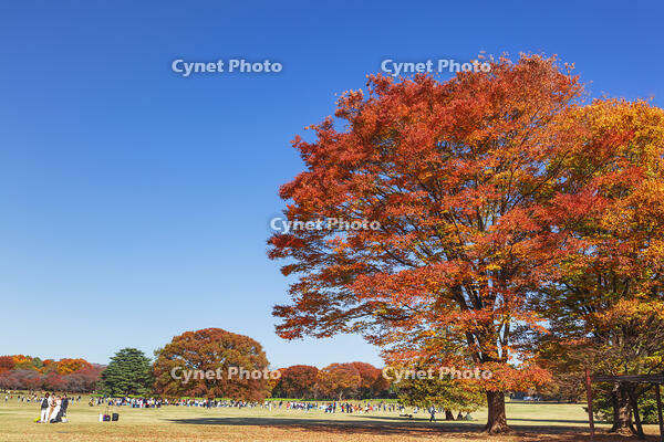 国営昭和記念公園 [KNO110023651]