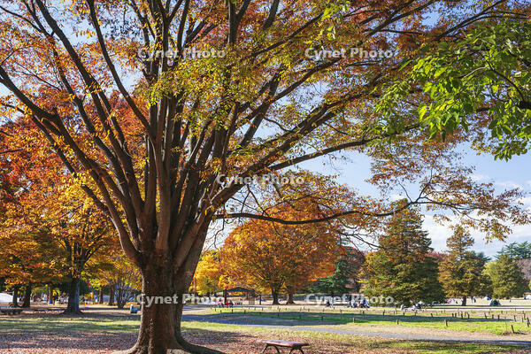 国営昭和記念公園 [KNO110023652]