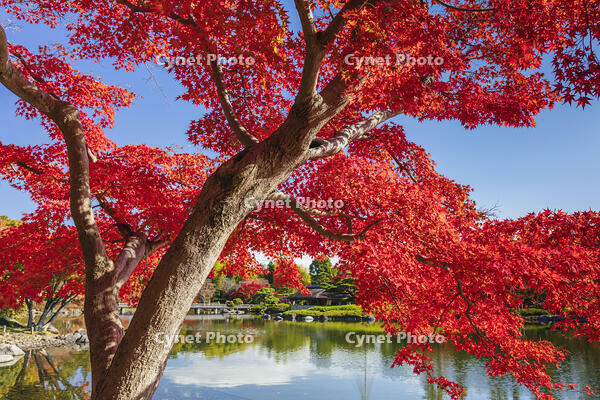 国営昭和記念公園の日本庭園 [KNO110023662]
