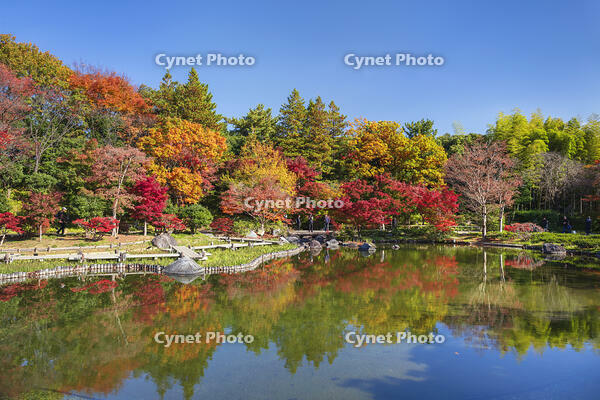 国営昭和記念公園の日本庭園 [KNO110023663]