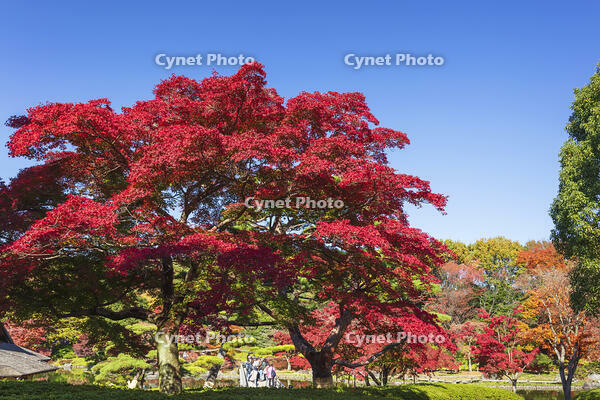 国営昭和記念公園の日本庭園 [KNO110023666]