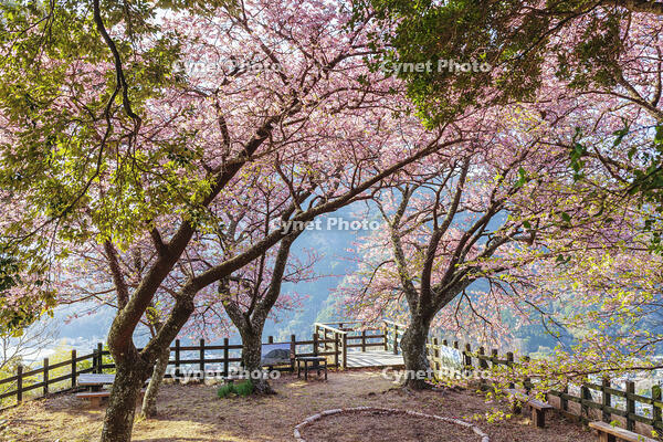 河津城の河津桜 [KNO110024303]
