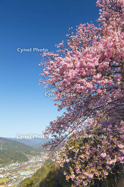 河津城の河津桜と河津桜並木 [KNO110024306]