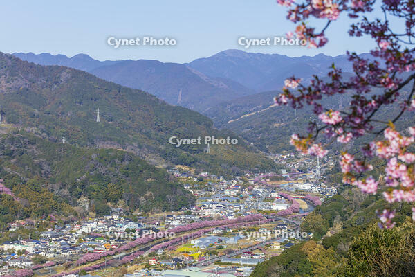 河津城より河津川沿いの河津桜並木 [KNO110024307]