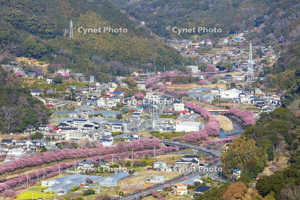 河津城より河津川沿いの河津桜並木 [KNO110024309]