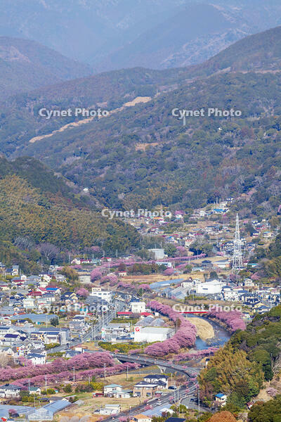 河津城より河津川沿いの河津桜並木 [KNO110024310]