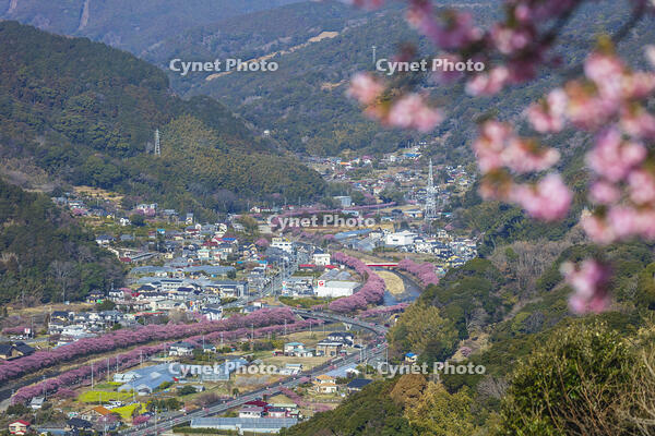 河津城より河津川沿いの河津桜並木 [KNO110024315]
