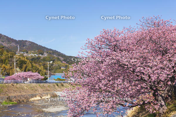 河津川沿いの河津桜並木 [KNO110024318]