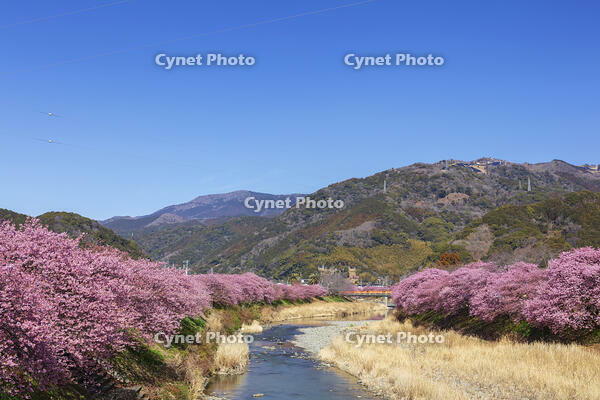 河津川沿いの河津桜並木 [KNO110024319]