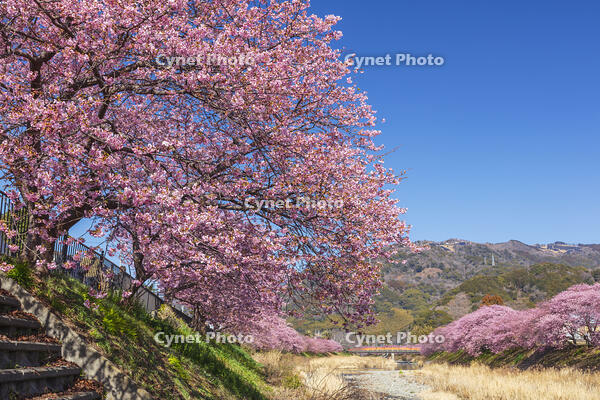 河津川沿いの河津桜並木 [KNO110024321]