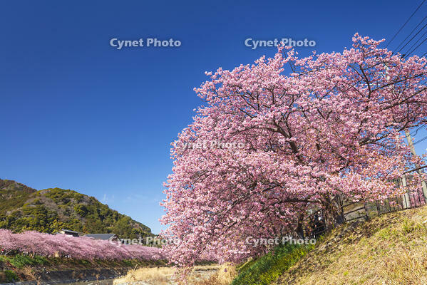 河津川沿いの河津桜並木 [KNO110024322]