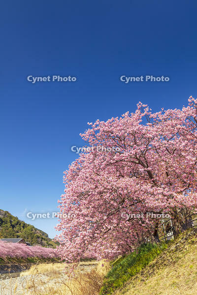 河津川沿いの河津桜並木 [KNO110024324]