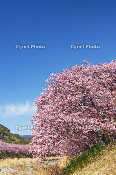 河津川沿いの河津桜並木 [KNO110024325]