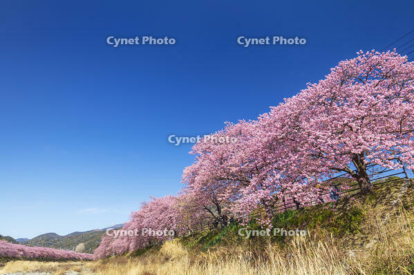 河津川沿いの河津桜並木 [KNO110024328]