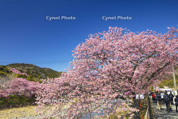 河津川沿いの河津桜並木 [KNO110024329]