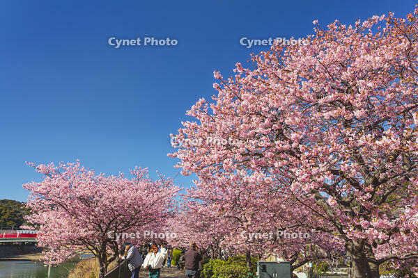 河津川沿いの河津桜並木 [KNO110024330]