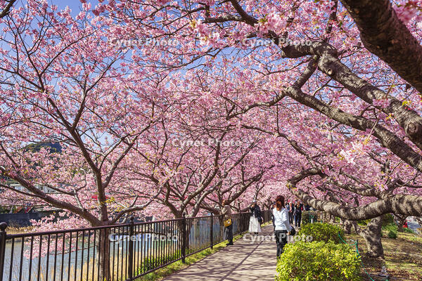河津川沿いの河津桜並木 [KNO110024331]
