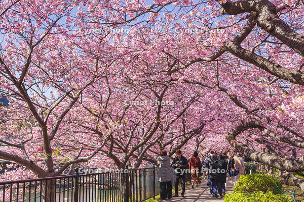 河津川沿いの河津桜並木 [KNO110024332]